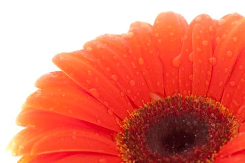 Flower orange gerbera Stock Photos