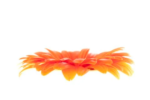 Flower orange gerbera Foto stock