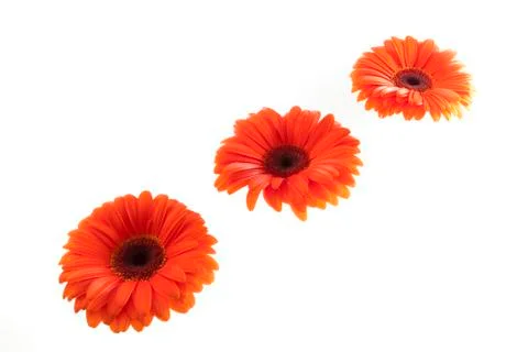Flower orange gerbera Foto stock