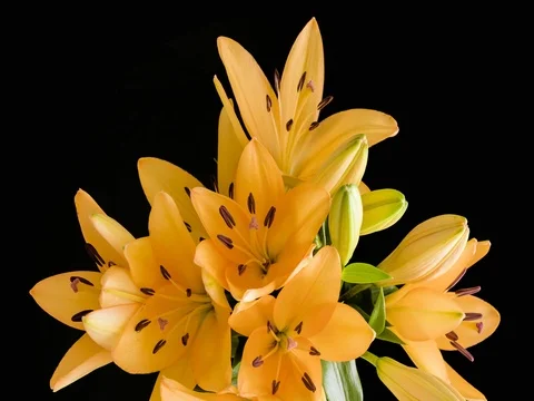 Flower orange Lily time lapse blooming black background 4K Stock Footage 75735059