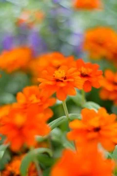 Flower orange Stock Photos