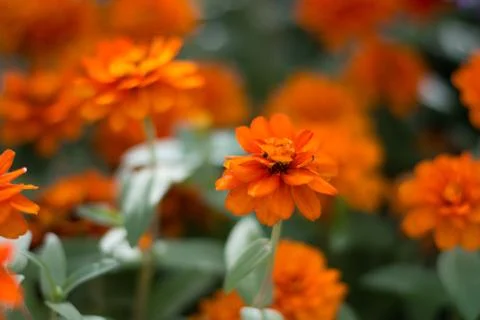 Flower orange Stock Photos