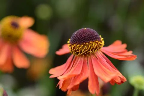 Flower in orange 스톡 사진