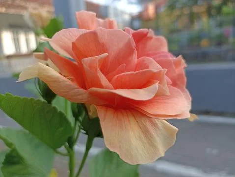 Flower orange Stock Photos