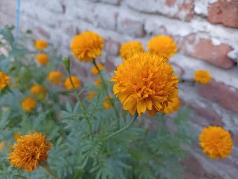 Flower orange Stock Photos