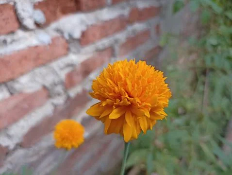 Flower orange Stock Photos