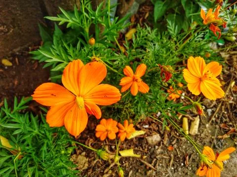 Flower orange Stock Photos