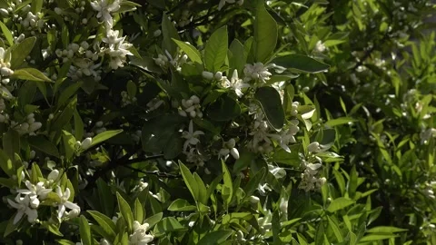 Flower orange tree, 4k Stock Footage 307204641