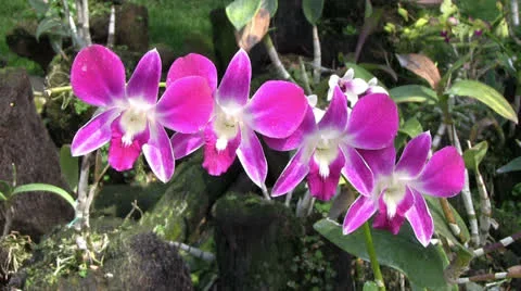 Flower - orchid - plant Видео 22690984