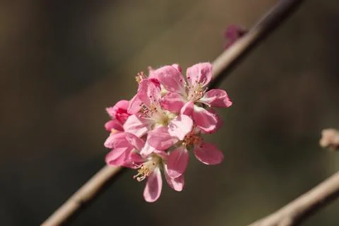 Flower of an ornamental apple tree - Malus sp. Stock Photos