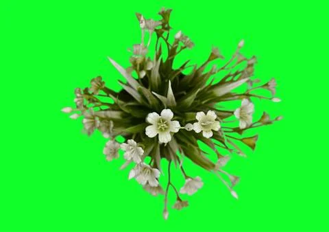 Flower ornaments Foto stock
