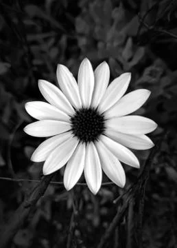 Flower Osteospermum Stock Photos