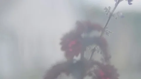 Flower on the other side of the window 스톡 동영상 89533981