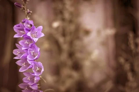 Flower outshone Stock Photos