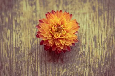 Flower over a rustic background - center - vintage Stock Photos
