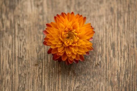 Flower over a rustic background - center Stock Photos