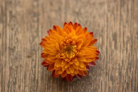 Flower over a rustic background Stock Photos