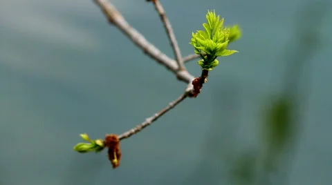 Flower Over Water Stock Footage 693823