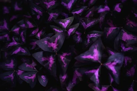 Flower Oxalis triangularis. Stock Photos
