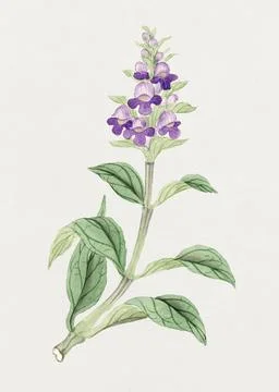 Flower painting in high resolution Stock Illustration
