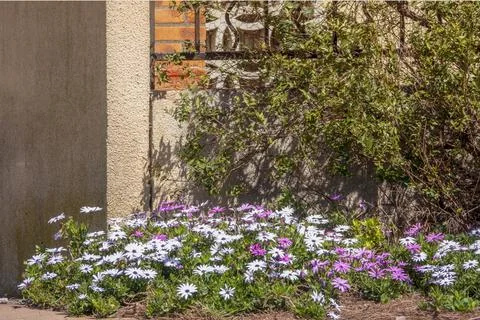 Flower palisade 写真素材