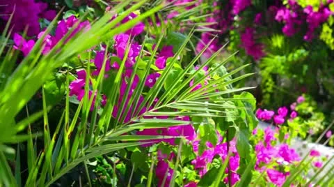 Flower palm park Stock Footage 11711388