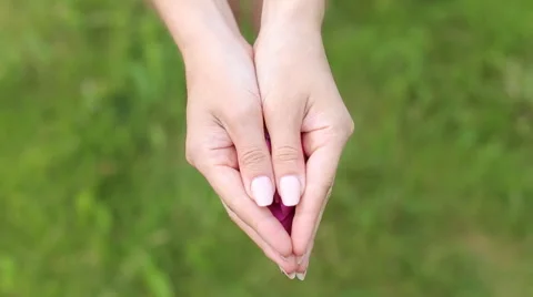 The flower on the palms of the hands Stock Footage 64688990