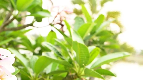 Flower pan Stock Footage 106078406