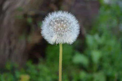 Flower of "panadero". 库存照片
