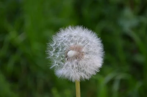Flower of "panadero". 库存照片