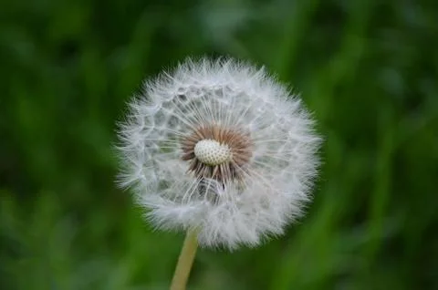Flower of "panadero". 库存照片