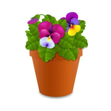 Flower Pansy Stock Illustration