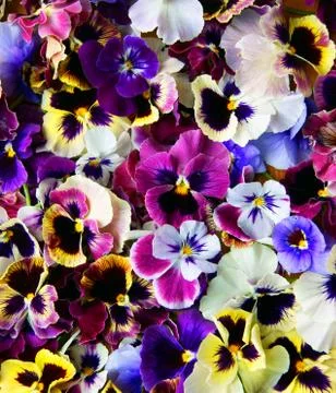 Flower pansy Stock Photos