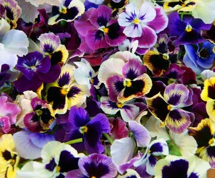 Flower pansy Stock Photos