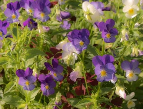 The flower "Pansy" (viola) Stock Photos