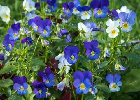The flower "Pansy" (viola) Stock Photos