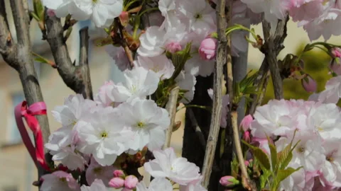 Flower of paradise apple 스톡 동영상 124317381