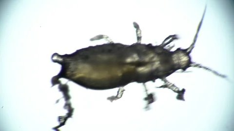 A flower parasite beetle crawls from left to right on an isolated white Vídeos de archivo 122013619