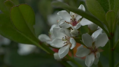 Flower in the park close up Stock Footage 131669441
