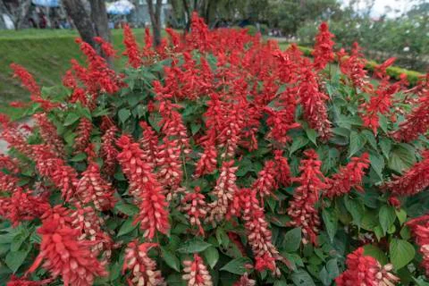 Flower in park Foto stock