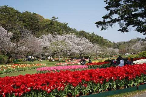 Flower park Stock Photos
