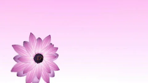 Flower particles Stock Footage 565143