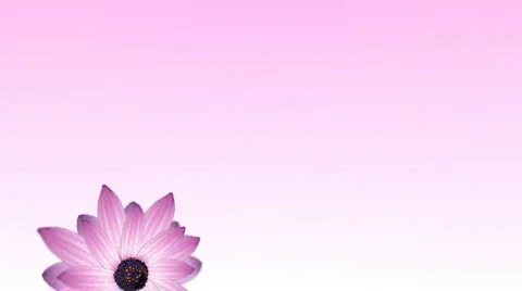 Flower particles Stock Footage 565150