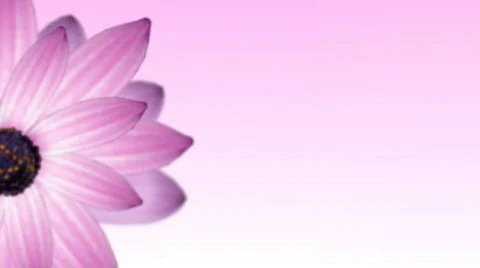 Flower particles Stock Footage 565321