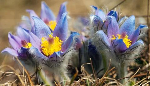 Flower of pasqueflower Stock Photos