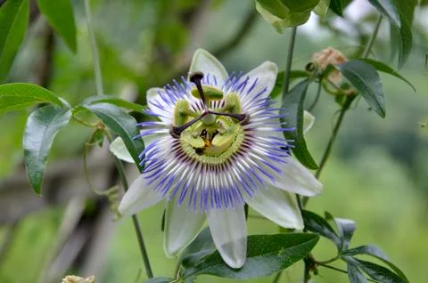 Flower passiflora Stock Photos