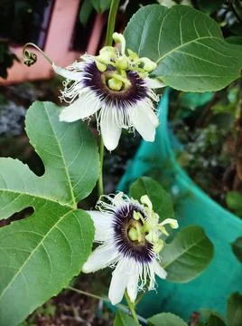 Flower of passion fruit Stock Photos
