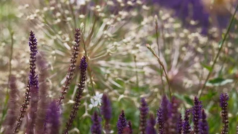 Flower patch with Allium flowers and Lavender. 4K resolution. Stock Footage 112257473