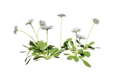 Flower patch isolated on white background Stock Illustration