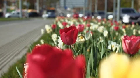 Flower patch of tulips and daffodils at Zlin city with defocused cars passing by Stock Footage 107250850